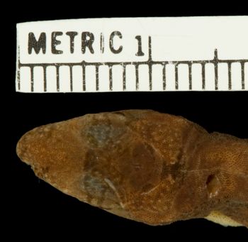 Media type: image;   Herpetology R-46515